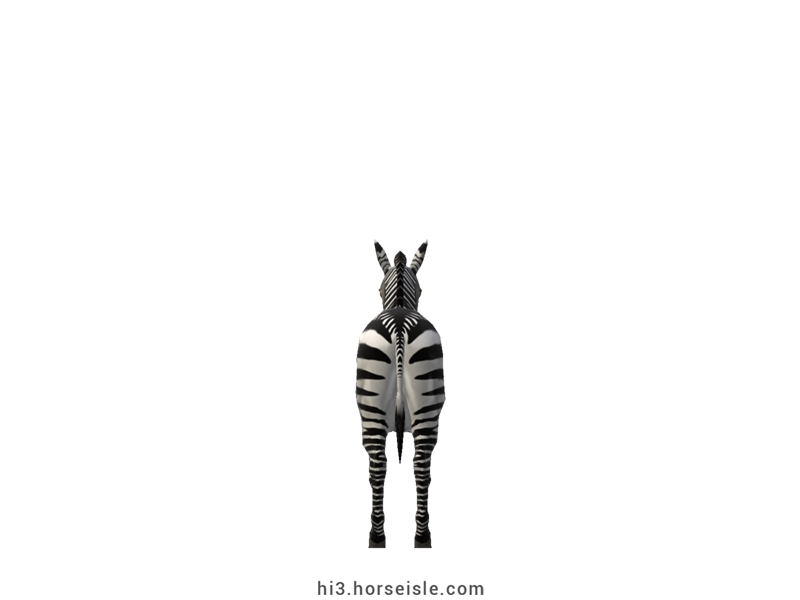 Cape Mountain Zebra Tail and Dorsal Stripe Coat